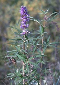 l'aloc (Vitex agnus-castus)